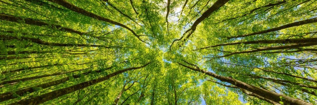 10 Must-Try Wellness Trends of 2025 for a Healthier You 4 trees on a sunny day